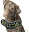 welcome_dogs